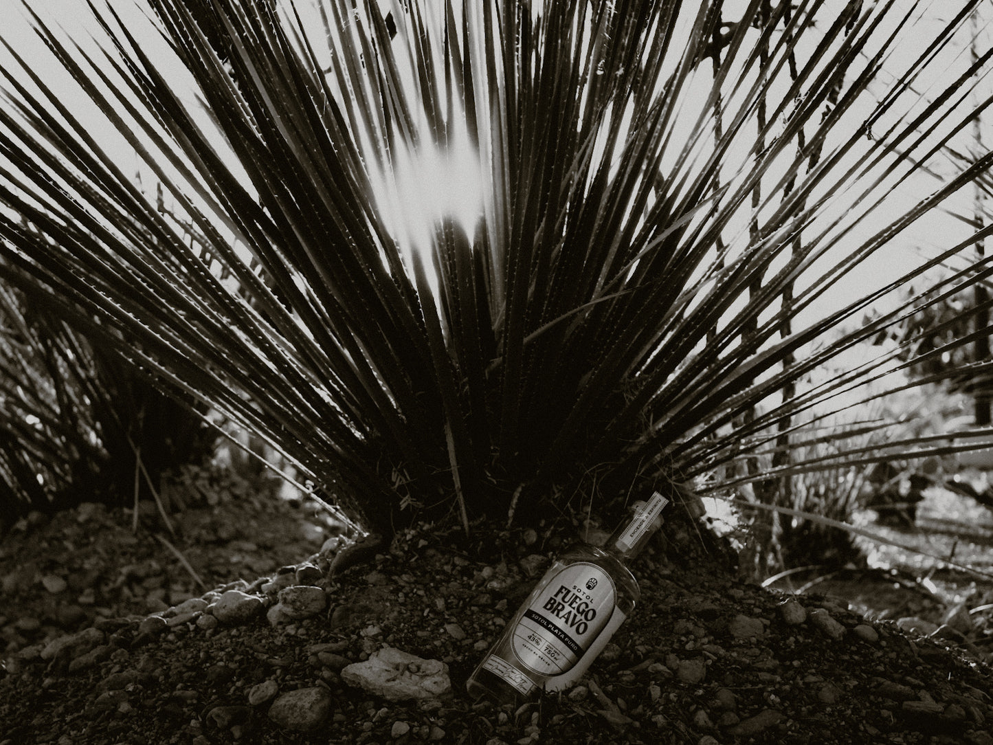 Sotol Plata Puro – Auténtico Espíritu del Desierto