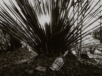 Sotol Plata Puro – Auténtico Espíritu del Desierto